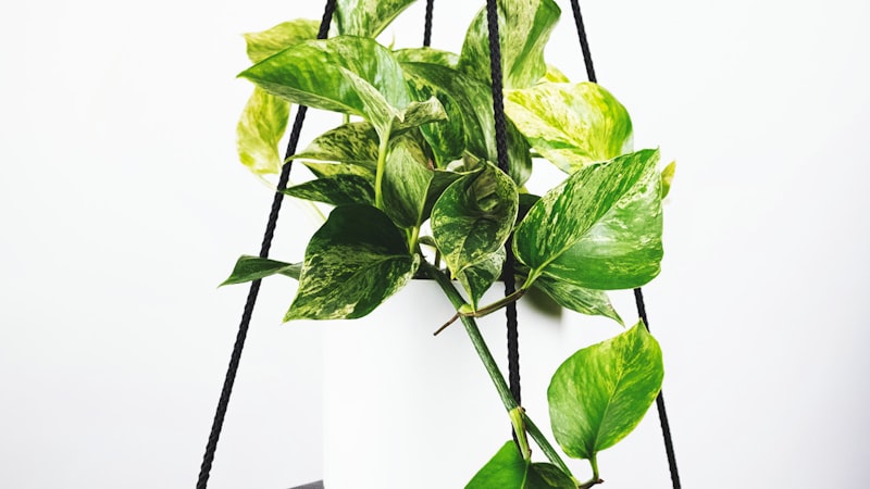 欧洲冠军联赛皇家马德里对阵拜仁慕尼黑比赛全场高清回放视频封面